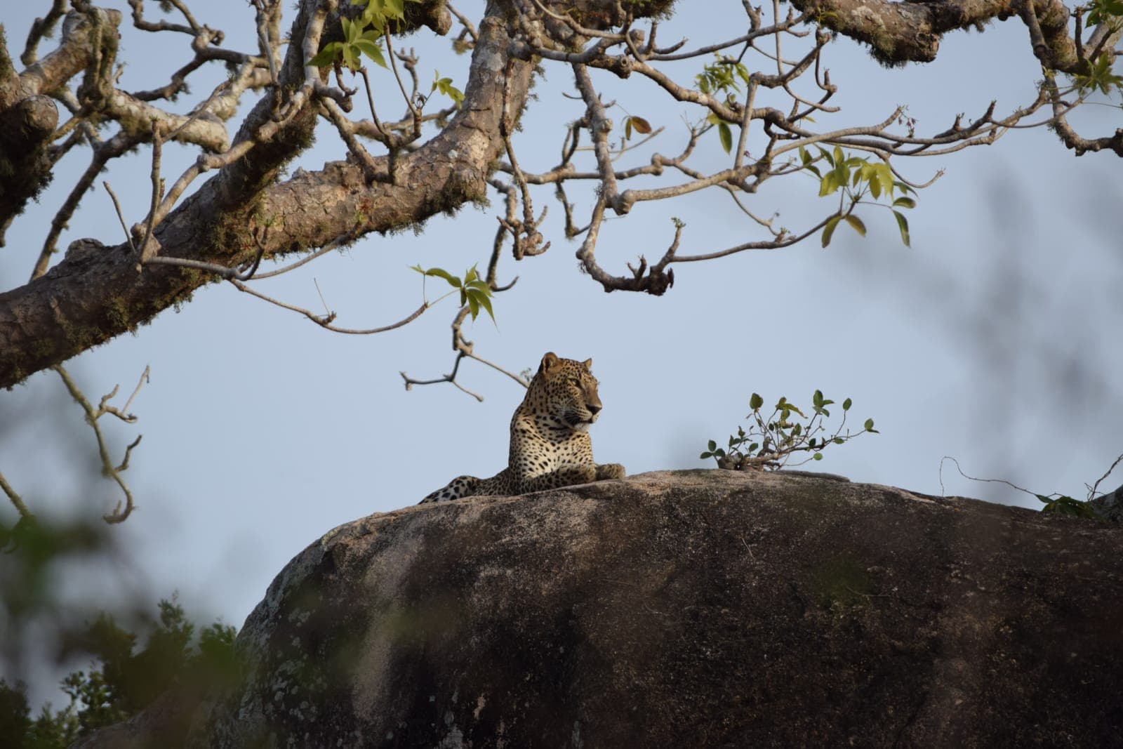 Monkey perched on a rock