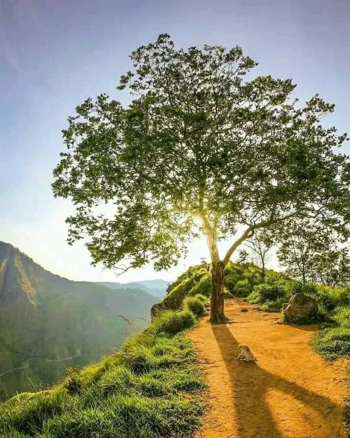 Lone tree on a hilltop viewpoint