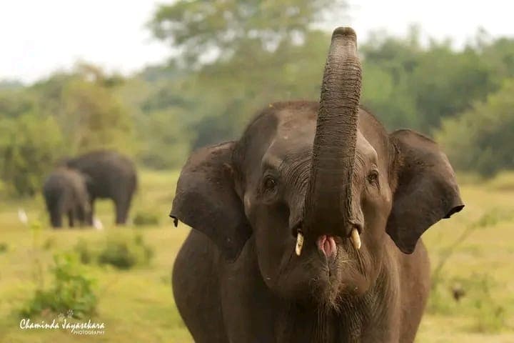 Wild elephants on safari
