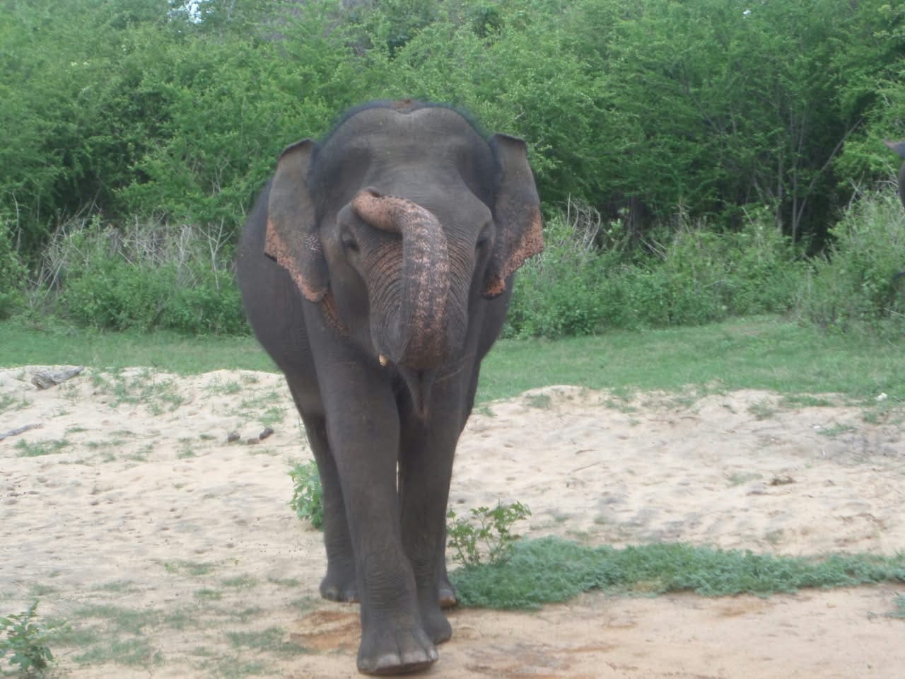Elephant crossing a national park track