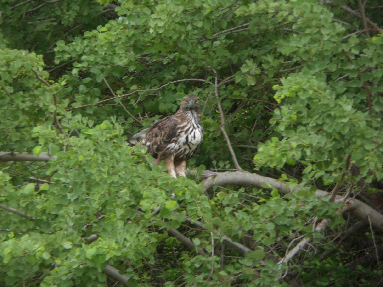 Bird of prey perched in the forest canopy
